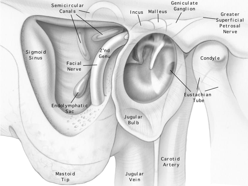 Surgical Anatomy | Jackler Collection | Volumes | The Surgical Anatomy | Jackler Collection | Volumes | The